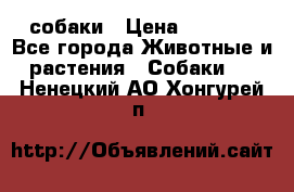 собаки › Цена ­ 2 500 - Все города Животные и растения » Собаки   . Ненецкий АО,Хонгурей п.